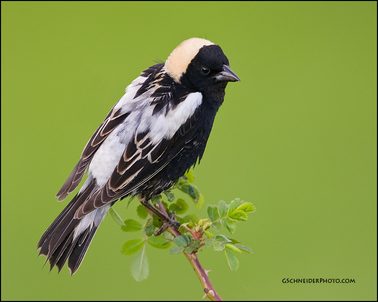 Bobolink male profile