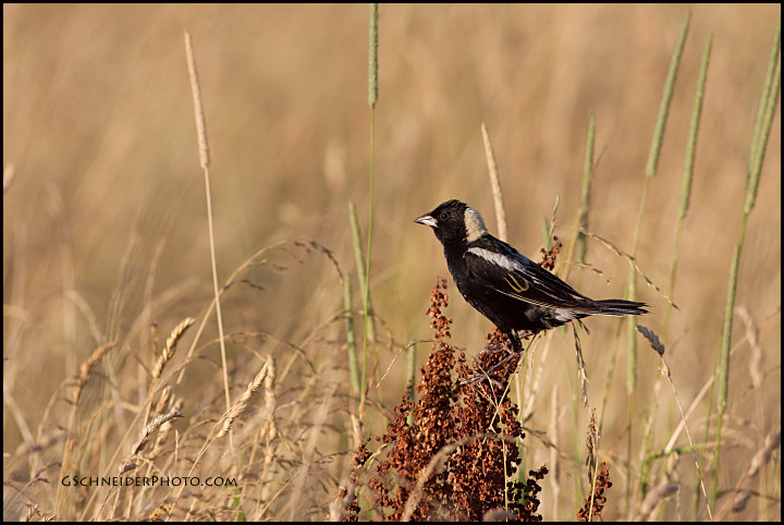 Bobolink Male in habitat