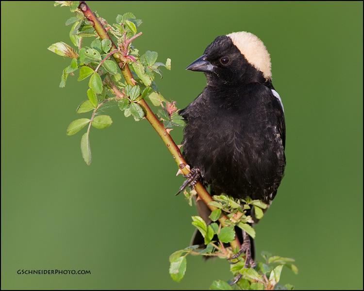 Bobolink male (#8004)