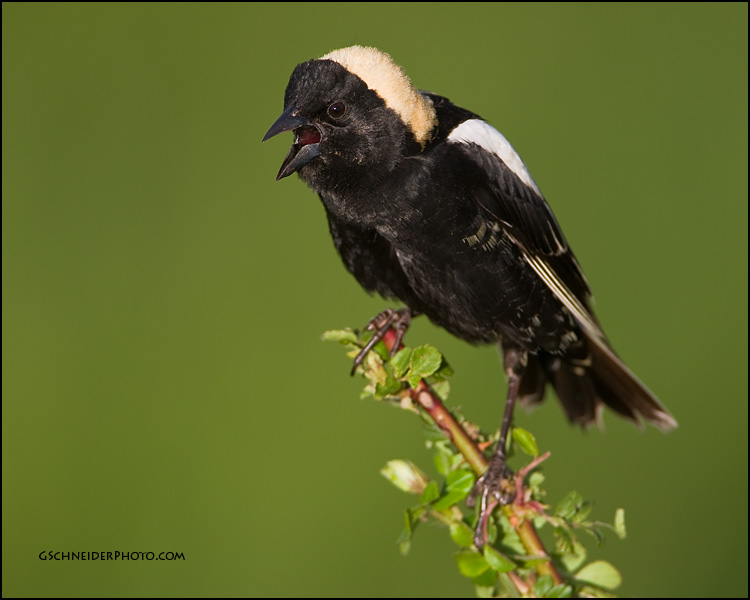 Bobolink male singing (#7955)