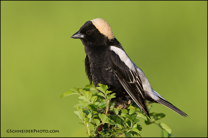 Bobolink male (#8017)
