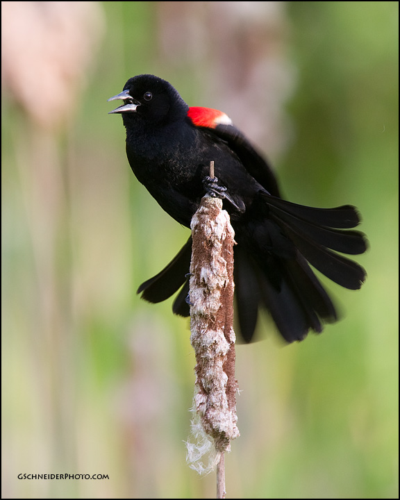 Red-Winged Blackbird calling