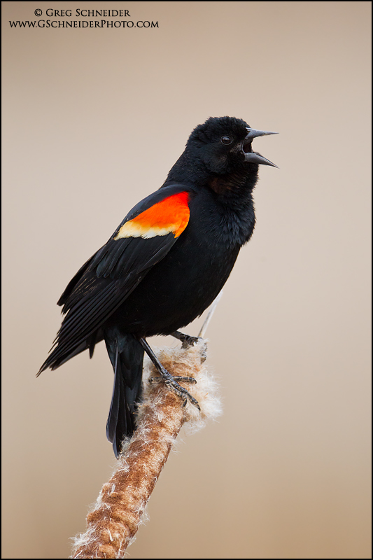 Red-winged Blackbird male calling from cattail
