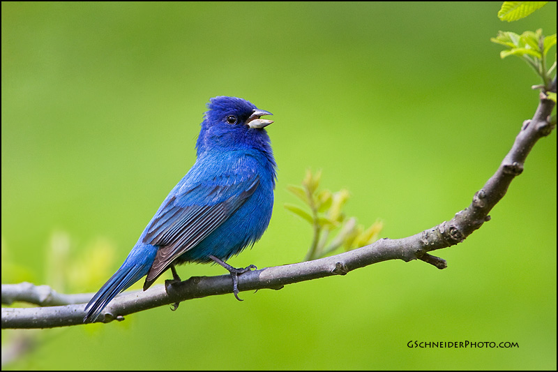 Indigo Bunting