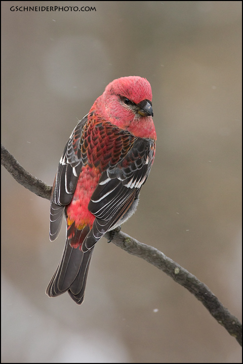 Pine Grosbeak male (#5778)