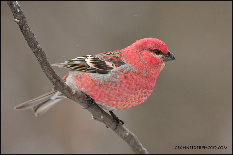 Pine Grosbeak male