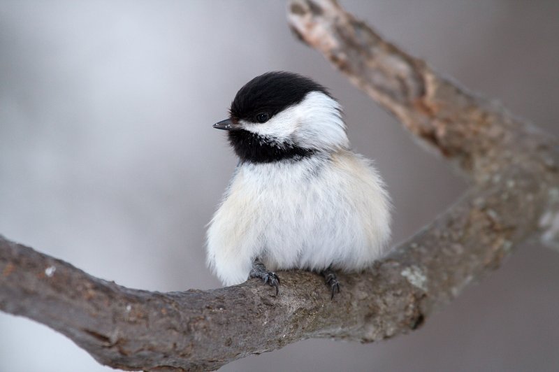 Black-Capped Chickadee fluffed up