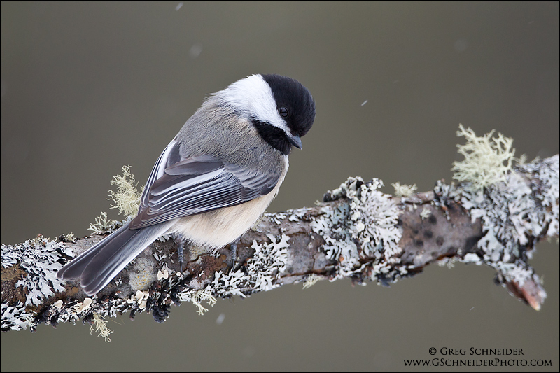 Black-capped Chickadee perched