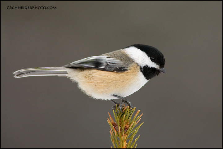 Black-Capped Chickadee (#6327)