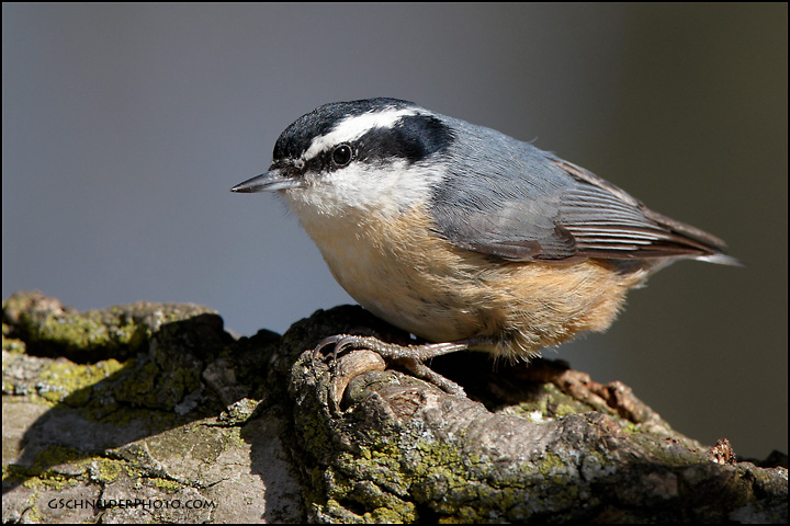 Red-Breasted Nuthatch
