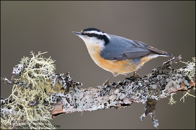 Red-breasted Nuthatch striking a perky pose