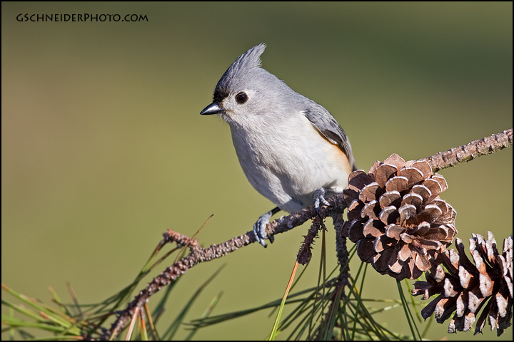 Tufted Titmouse
