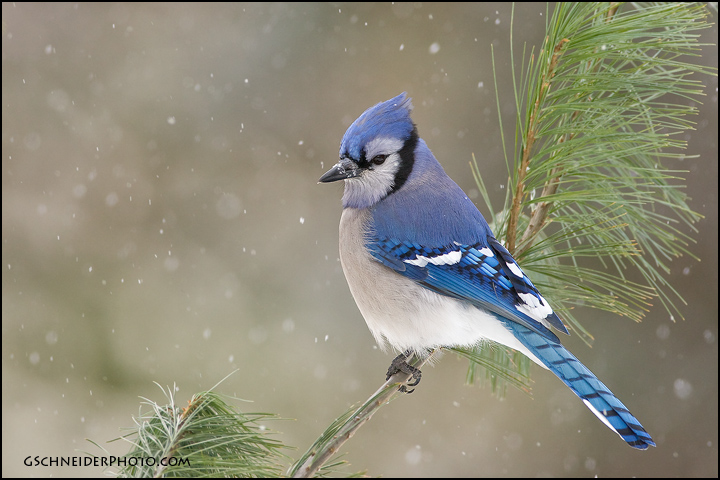 Blue Jay profile (#5893)