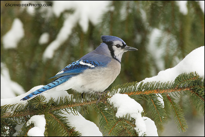 Blue Jay (#5794)