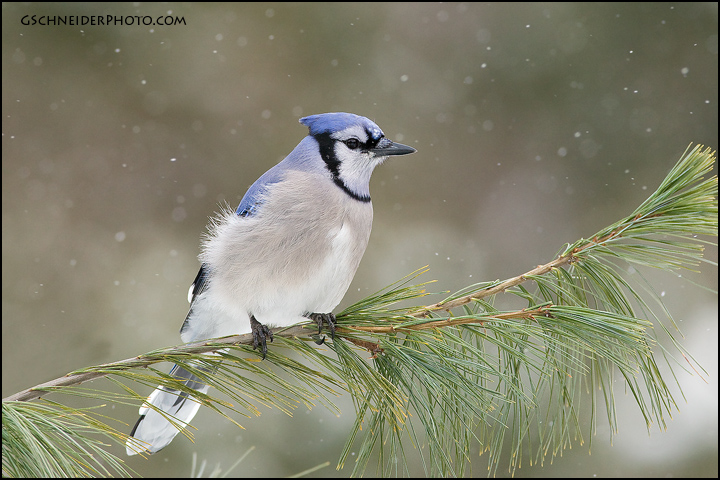 Blue Jay on conifer (#6041)