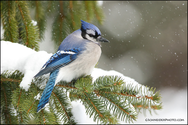 Blue Jay In Winter Blue Jay In Winter
