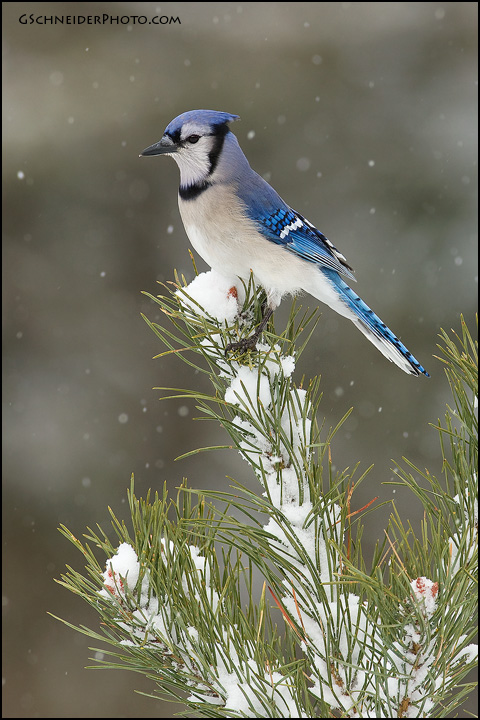 Blue Jay (#6146)