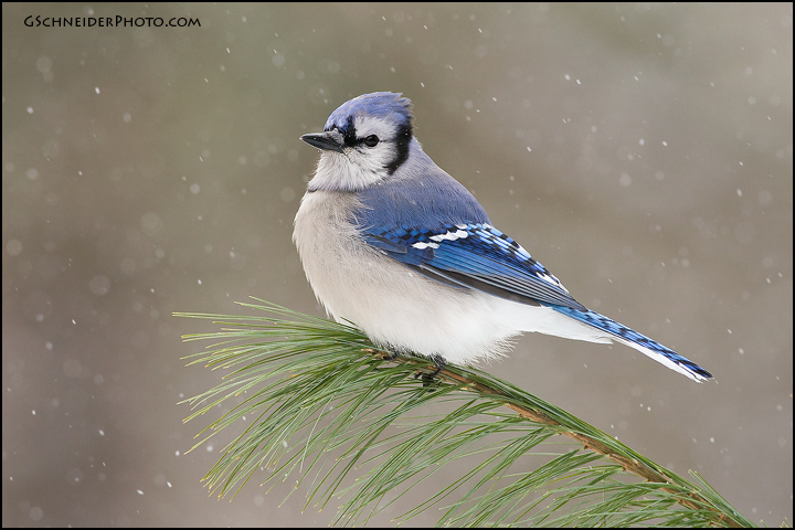 Blue Jay