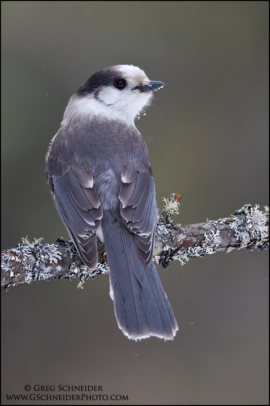 Gray Jay looking back while perched