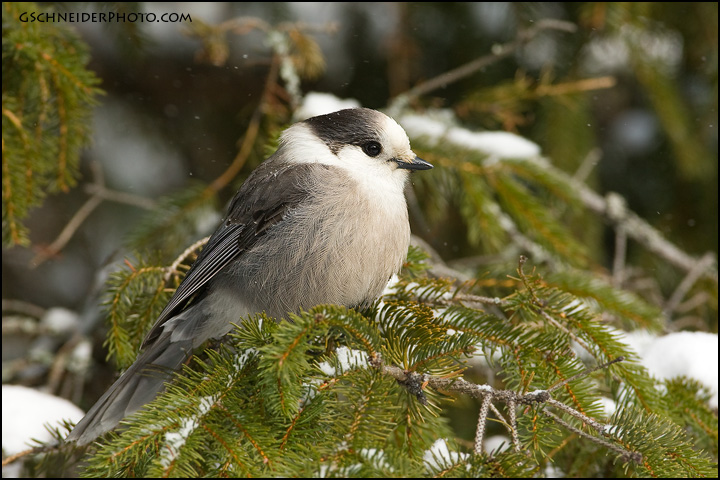 Gray Jay (#5996)