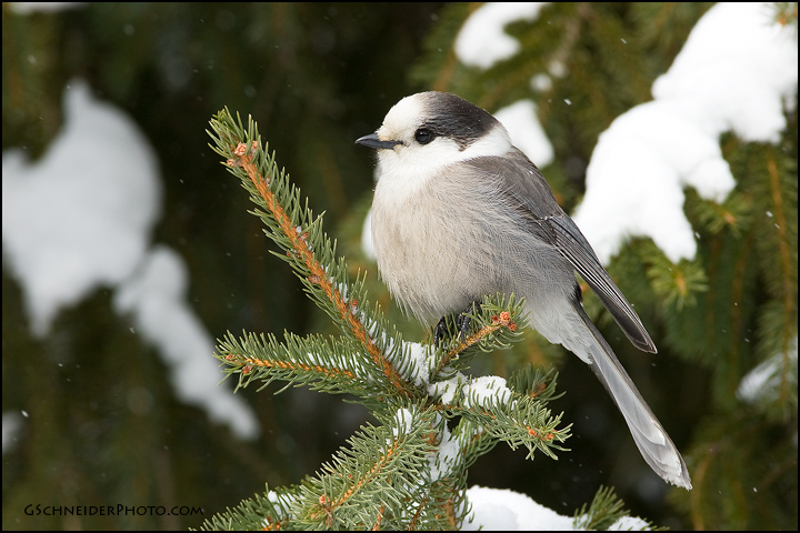 Gray Jay (#6026)