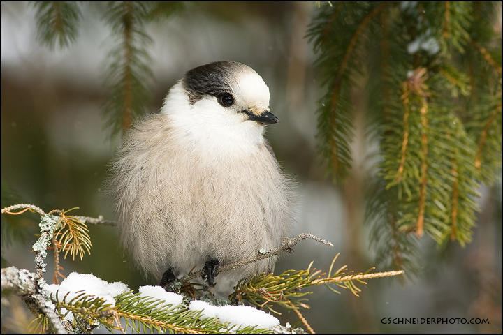 Gray Jay fluffed up (#5982)