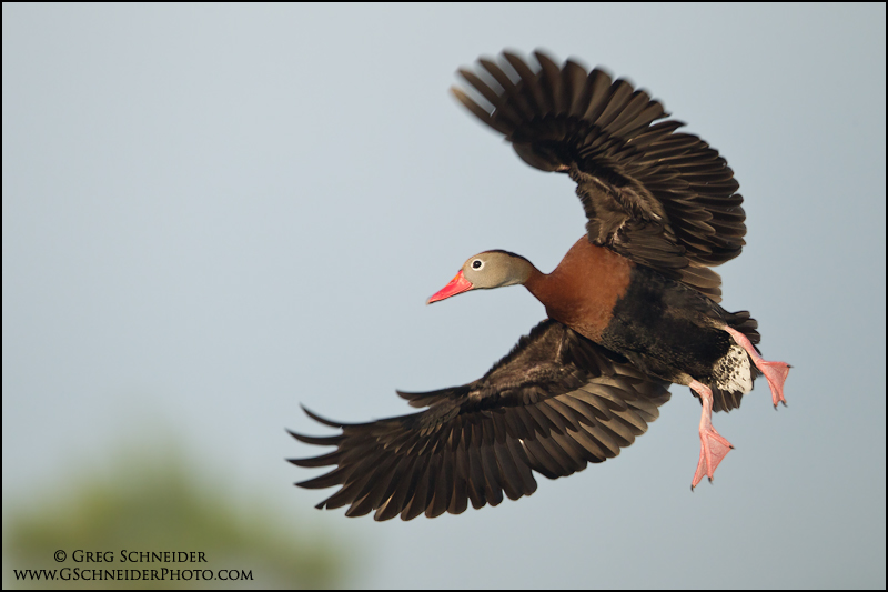 Black-bellied Whistling Duck banking for landing