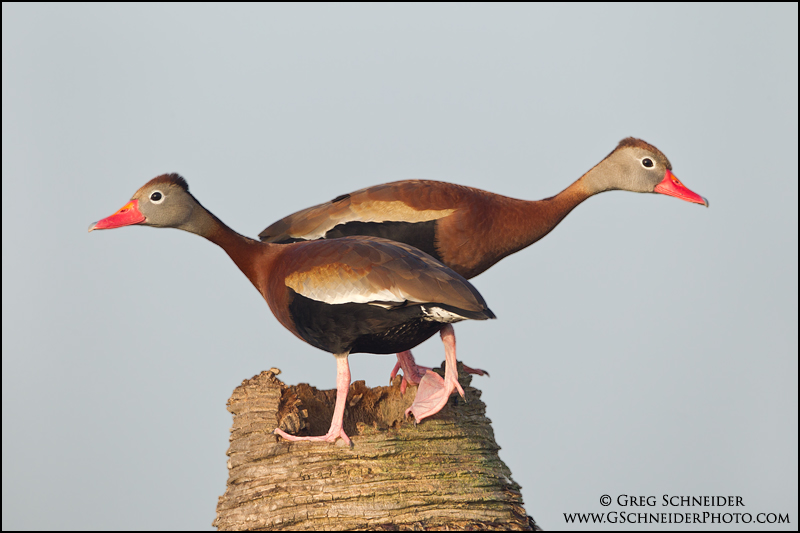 Black-bellied Whistling Ducks posing