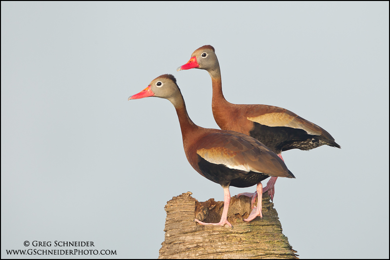 Black-bellied Whistling duck pair on palm tree