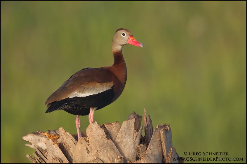 Black-bellied Whistling Duck perched on palm tree
