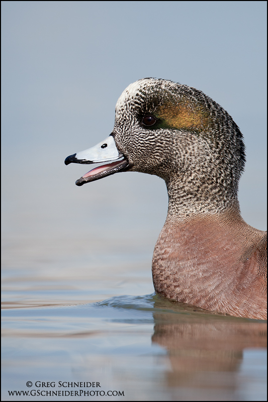 American Wigeon drake calling