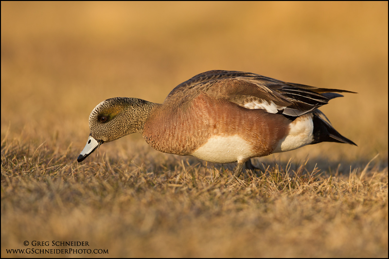 American Wigeon drake feeding on grass