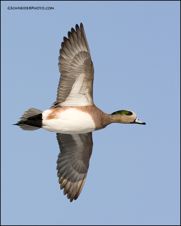 American Wigeon in flight (0482)