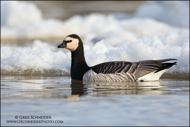 Barnacle Goose swimming among ice chunks