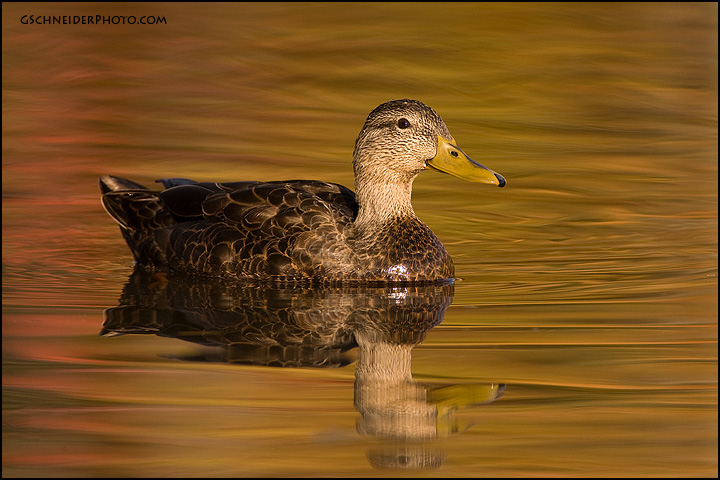 American Black Duck