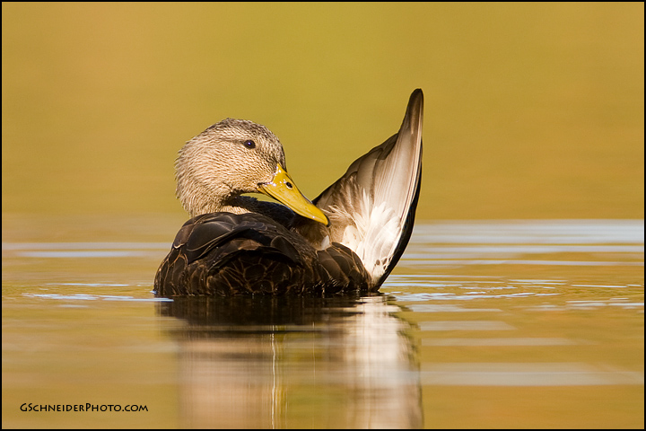 Preening American Black Duck