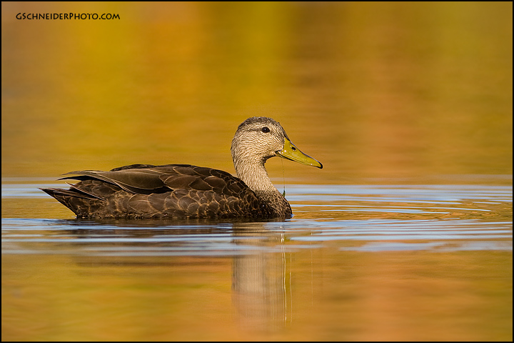 American Black Duck and fall colour