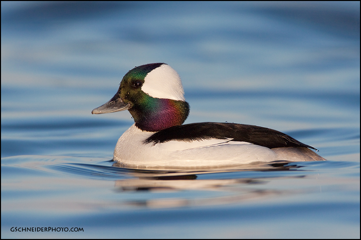 Bufflehead drake