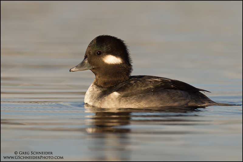Female (hen) Bufflehead