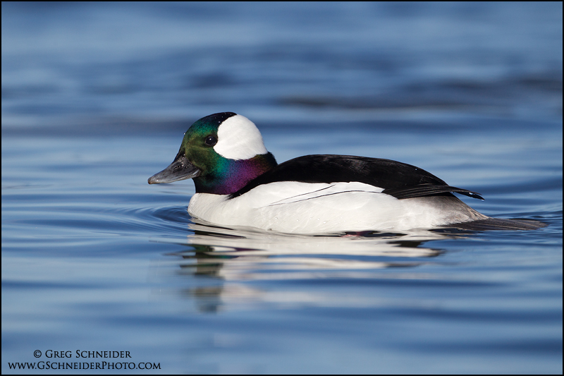 Male Drake