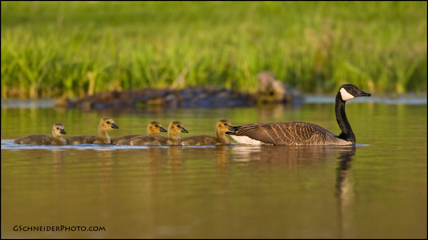 Canada Goose family (2332)