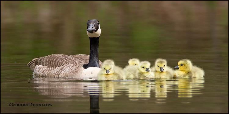 Canada Goose family