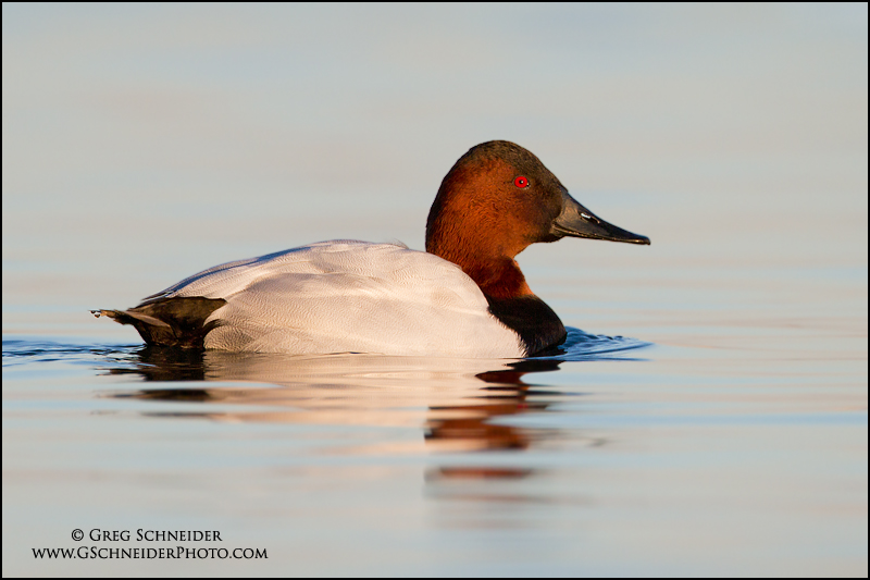 Canvasback (drake)