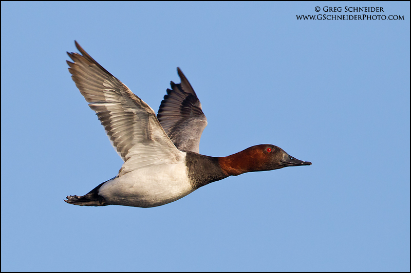 Canvasback Drake