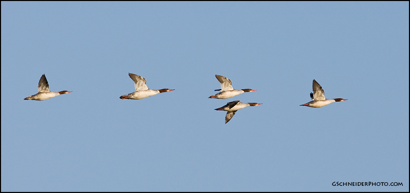 Common Merganser flock