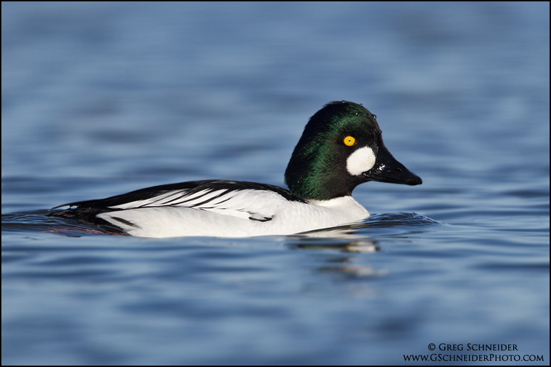 Common Goldeneye drake