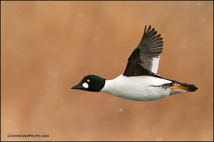 Common Goldeneye flying in flurries