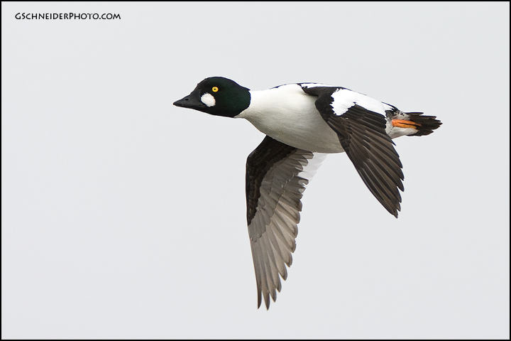 Common Goldeneye in flight (6967)