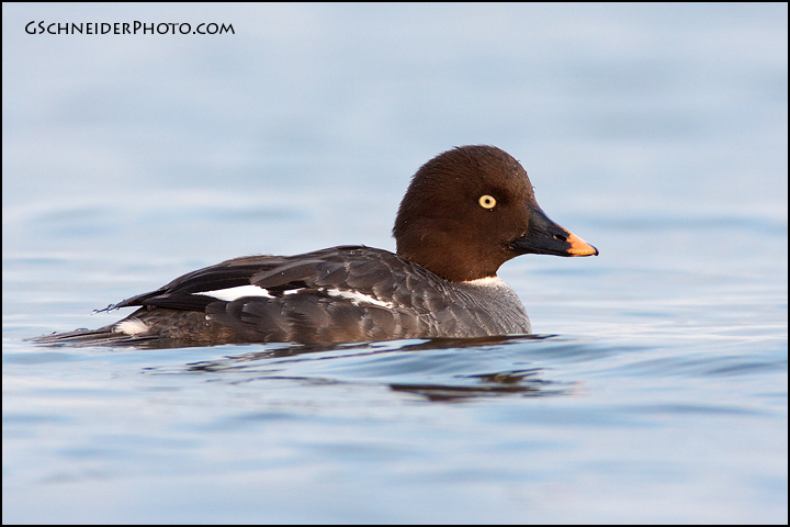 Common Goldeneye hen (2458)