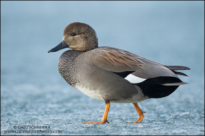 Gadwall drake walking on ice